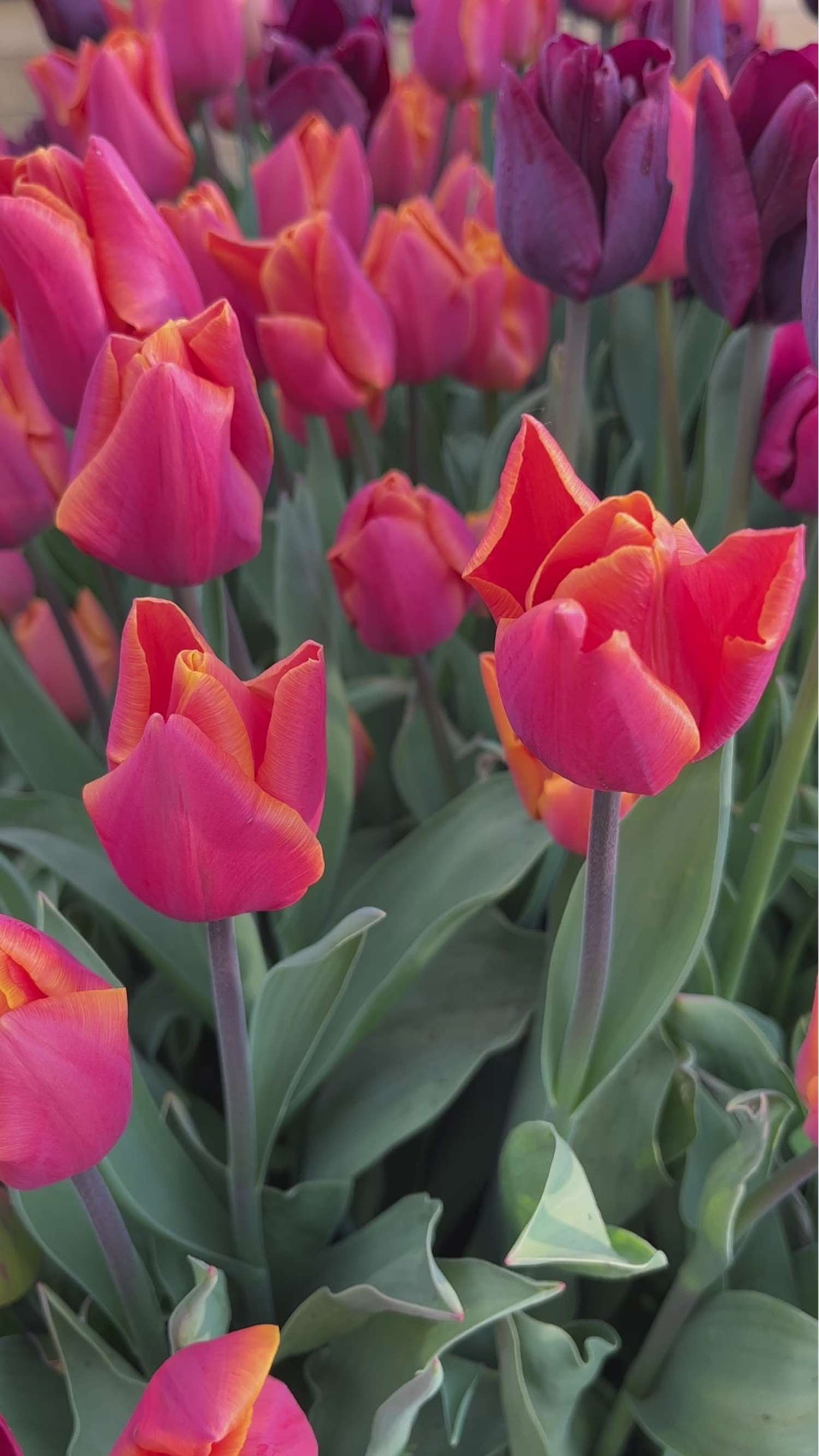 Tulppaanisekoitus 'Hugo'